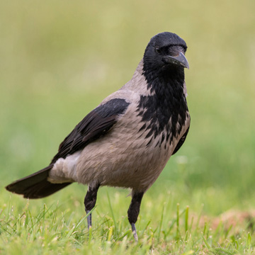 Nebelkrähe
