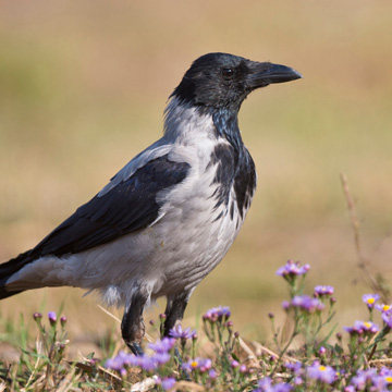 Carrion Crow