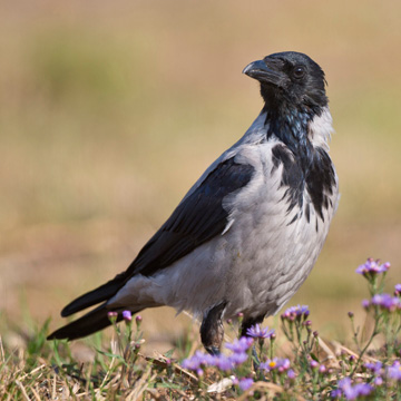 Carrion Crow