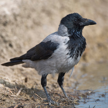 Carrion Crow