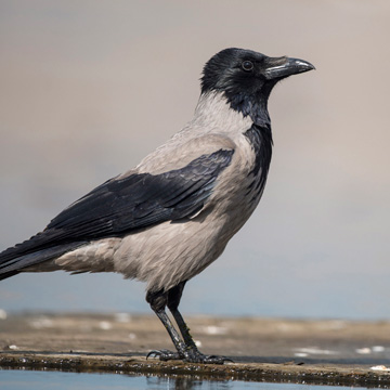 Carrion Crow