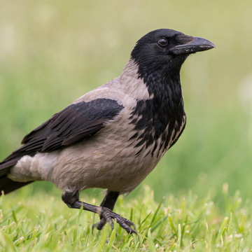 Carrion Crow