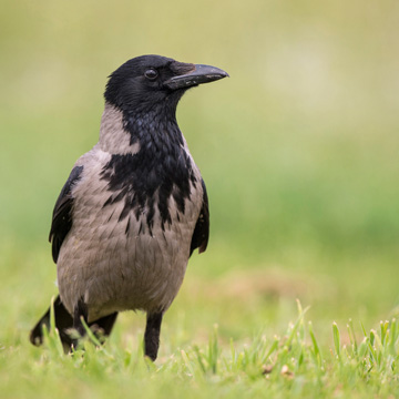 Carrion Crow