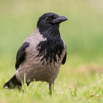 Carrion Crow