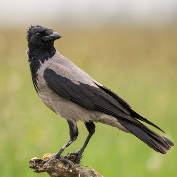 Carrion Crow