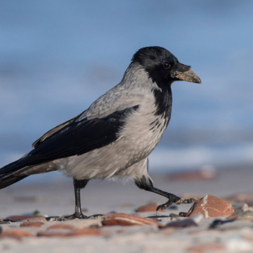 Carrion Crow
