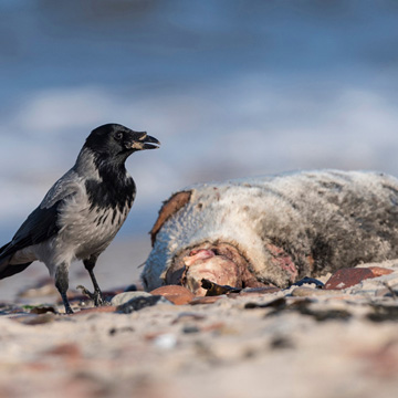 Carrion Crow