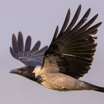 Carrion Crow