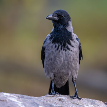 Carrion Crow