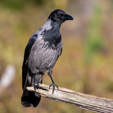 Carrion Crow