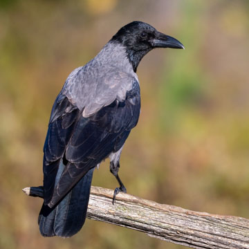 Carrion Crow