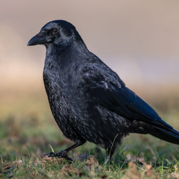 Carrion Crow