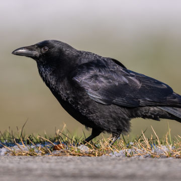 Carrion Crow