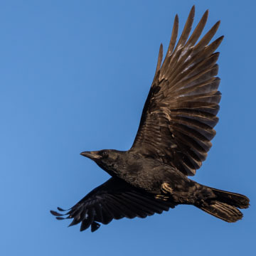 Carrion Crow