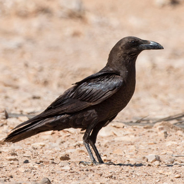 Brown-necked Raven