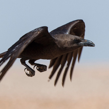 Brown-necked Raven