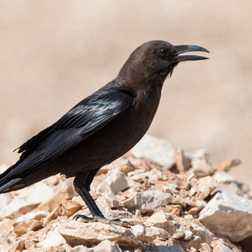 Brown-necked Raven