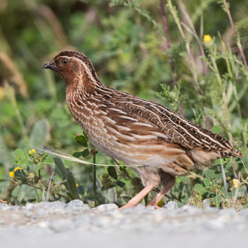 Common Quail