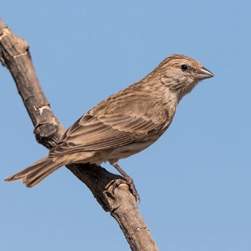 Yemen Serin