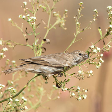 Yemen Serin