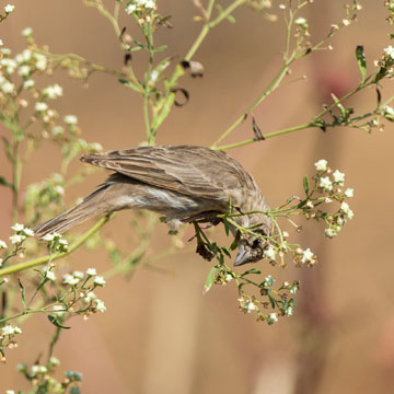 Yemen Serin