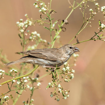 Yemen Serin