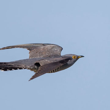 Common Cuckoo