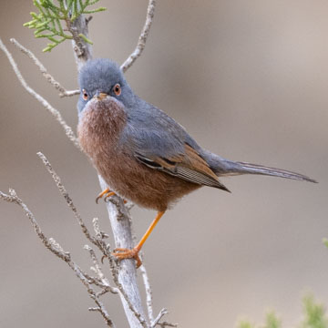 Tristram's Warbler