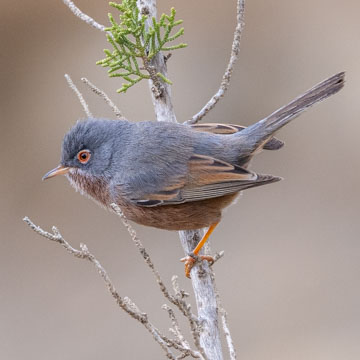 Tristram's Warbler