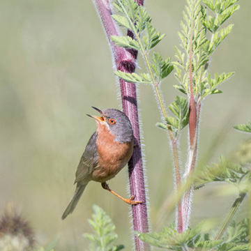 Western Subalpine Warbler