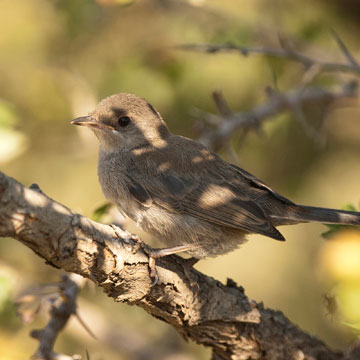 Cyprus Warbler