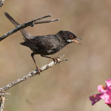 Cyprus Warbler
