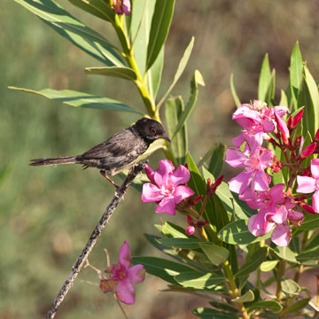 Cyprus Warbler