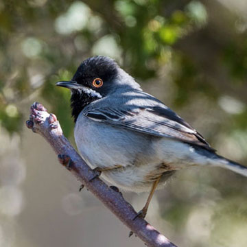 Rüppell's Warbler