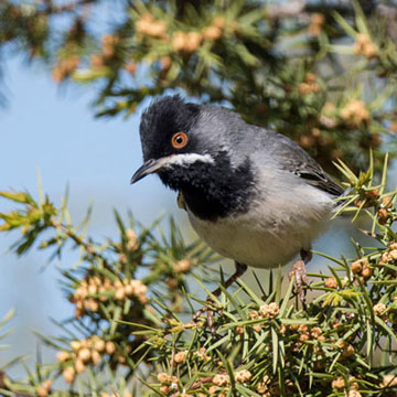 Rüppell's Warbler