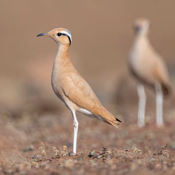 Rennvogel