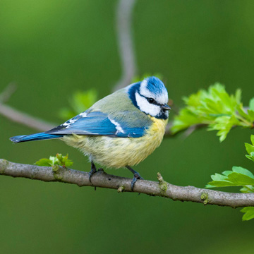 Eurasian Blue Tit