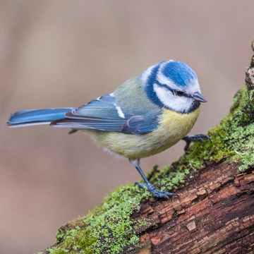 Eurasian Blue Tit