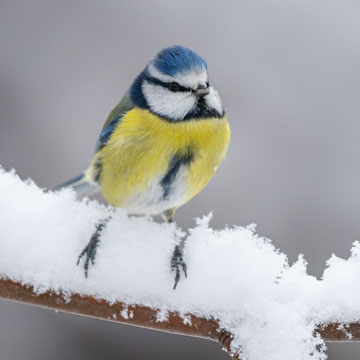 Eurasian Blue Tit