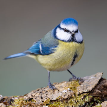 Blaumeise