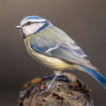 Blaumeise