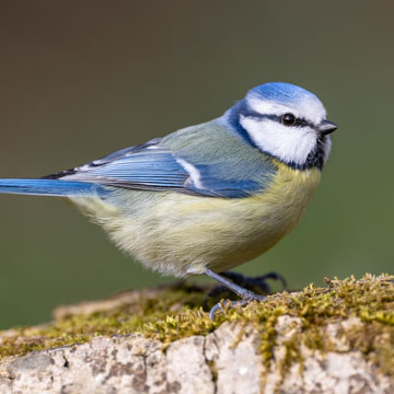 Blaumeise