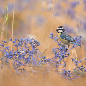 African Blue Tit