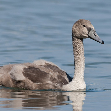 Mute Swan