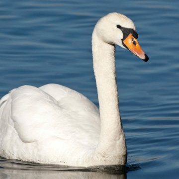 Mute Swan