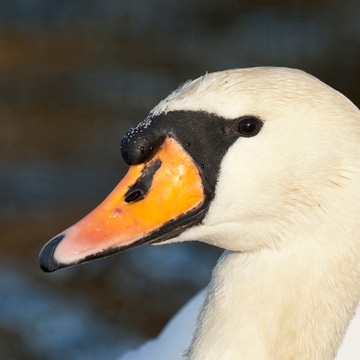 Mute Swan