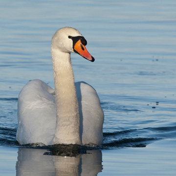 Mute Swan