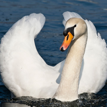 Mute Swan