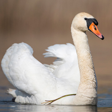 Mute Swan