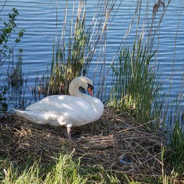 Mute Swan